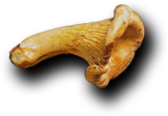 Shahi Caterers - Best Catering Services in London UK