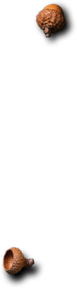 Shahi Caterers - Best Catering Services in London UK