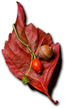 Shahi Caterers - Best Catering Services in London UK