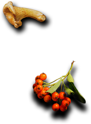 Shahi Caterers - Best Catering Services in London UK